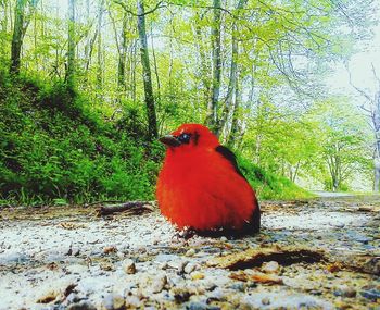 Red bird perching on tree in forest