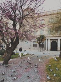 Pink cherry blossom tree by building