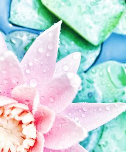 Close-up of pink flower