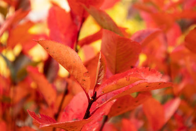 A beautiful red leaves of the aronia bush in autumn. bright natural pattern in the garden. 