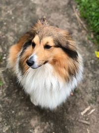 High angle portrait of a dog