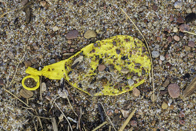 High angle view of yellow petals on field