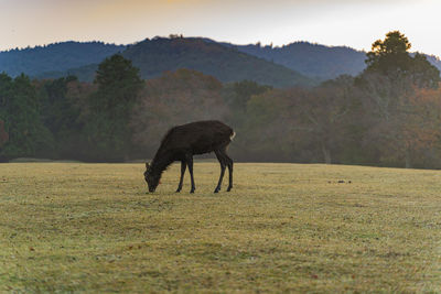 View of a horse on field