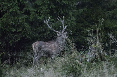 Deer in a forest