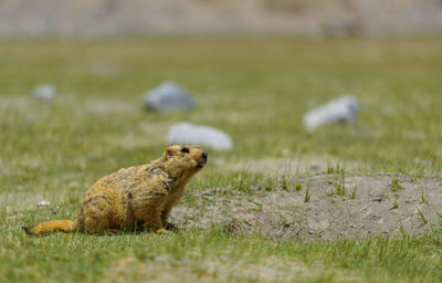 View of marmot on land