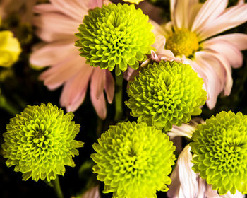 Close-up of yellow flowers