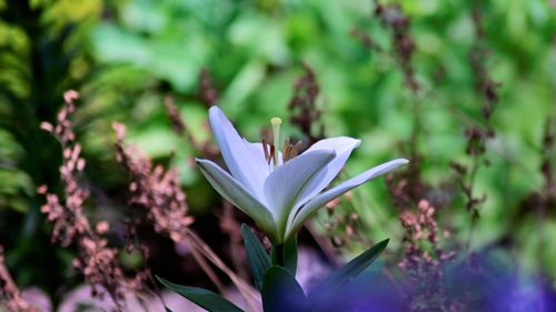 Close-up of white flowering plant