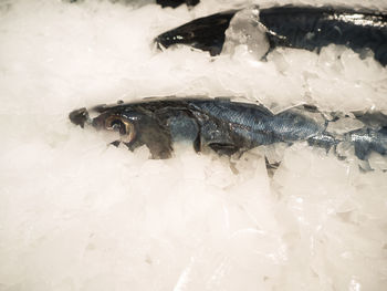 High angle view of fish on ice