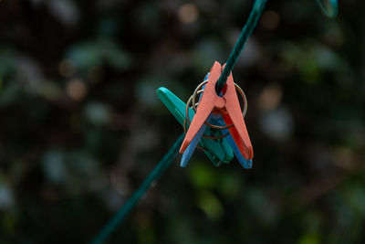 Close-up of multi colored clothespins hanging on tree