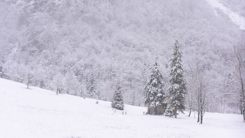 Trees on snow covered landscape