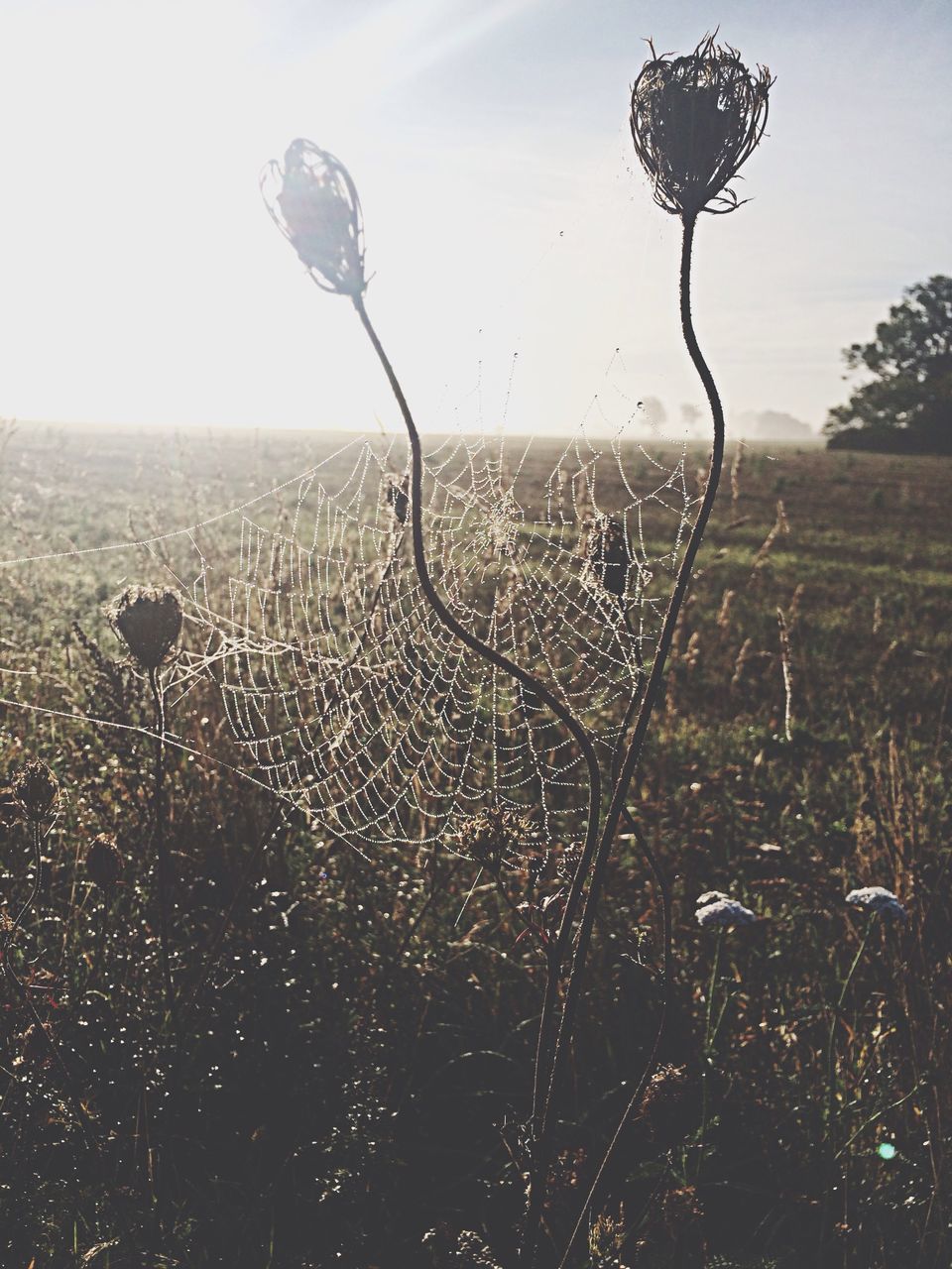 drop, water, transparent, wet, sky, fragility, focus on foreground, nature, close-up, rain, beauty in nature, raindrop, field, tranquility, landscape, day, glass - material, no people, spider web, clear sky
