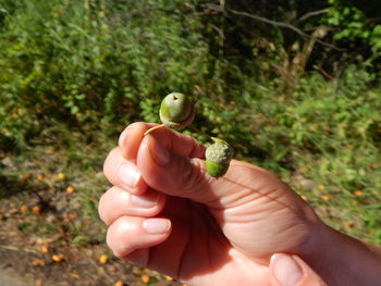 Cropped image of person holding leaf