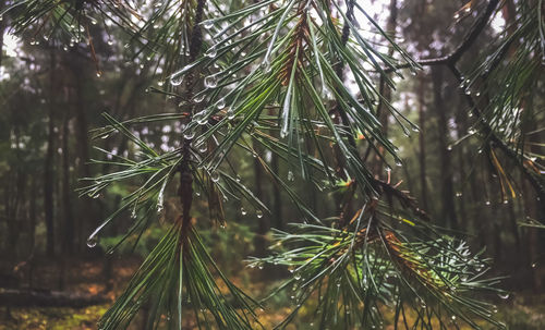 Close-up of wet tree branches