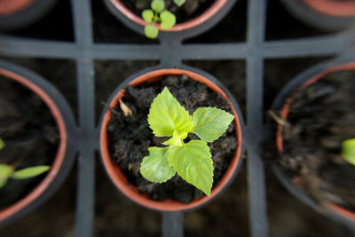 Close-up of plant growing in greenhouse