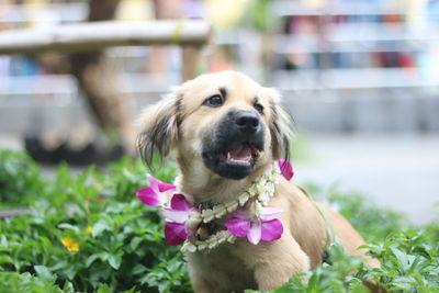 Close-up of dog outdoors