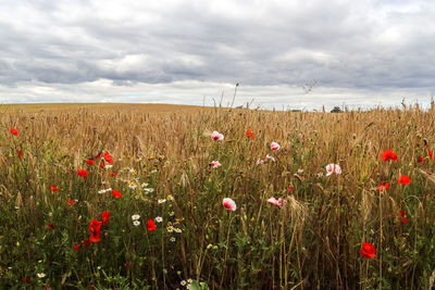 Scenic view of poppy field against cloudy sky