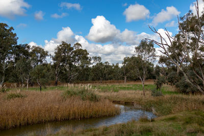 Scenic view of trees on field against sky