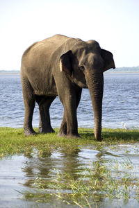 Elephant drinking water