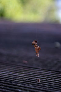 Close-up of crab on dry leaf