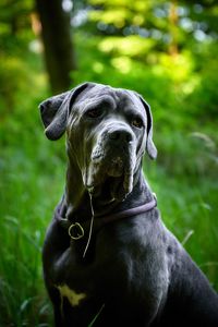 Close-up of black dog on grass