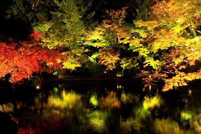 Reflection of trees in water