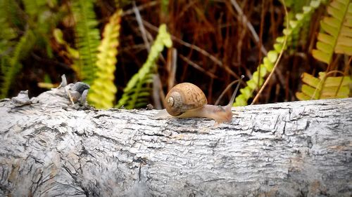 Close-up of snail on tree