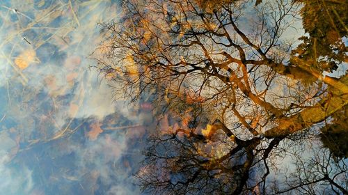 Low angle view of trees against sky