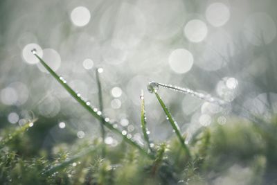 Close-up of wet plant during rainy season