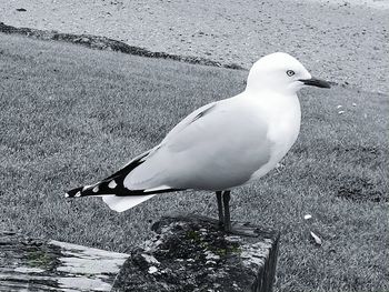 Close-up of seagull perching on sand