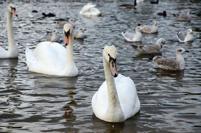 Swans floating in lake