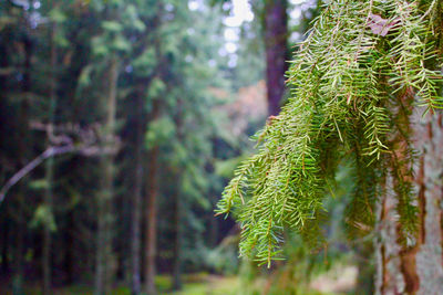 Close-up of pine tree