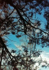 Low angle view of trees against sky