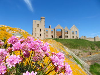 Close-up of pink flowering plant by building against sky