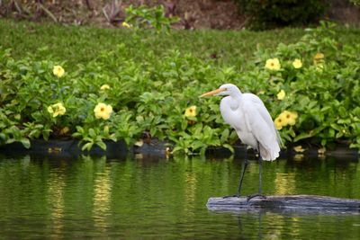 White heron on water