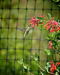 Close-up of red flowers blooming outdoors