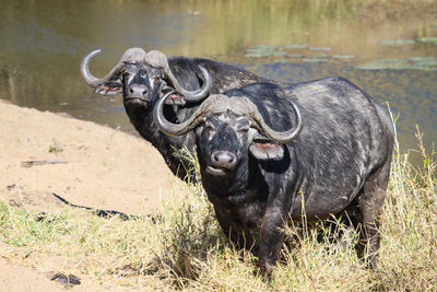 African buffaloes standing at lakeshore