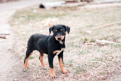 Portrait of black dog on land