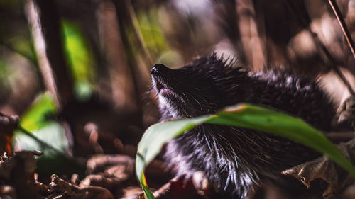 Close-up of hedgehog on plant