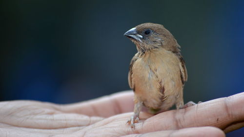 Close-up of bird