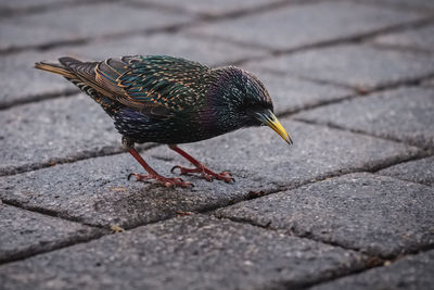 Close-up of a bird