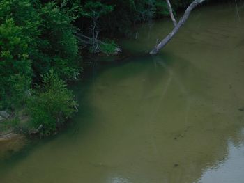 Scenic view of forest