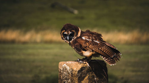 Close-up of bird perching on wooden post