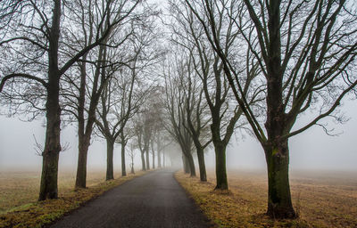 Road amidst bare trees during foggy weather