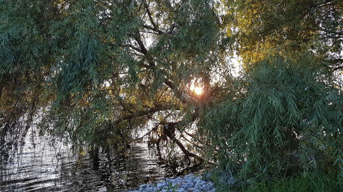 Trees against plants