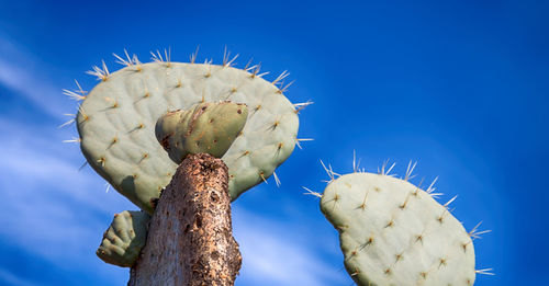 Low angle view of succulent plant against blue sky