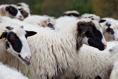 Group of sheep on the rural farm in croatia