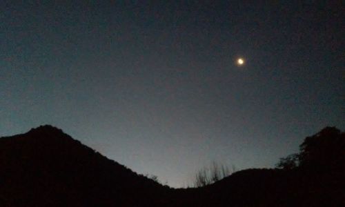 Low angle view of silhouette trees against sky at night