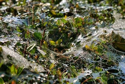 Close-up of moss on snow covered land