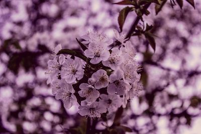 Close-up of flowers blooming outdoors