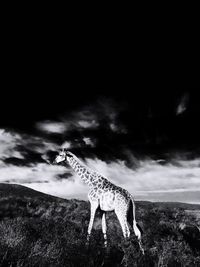 Horse on landscape against sky